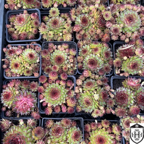 Sempervivum 'Sunset' - Mägisibul 'Sunset'
